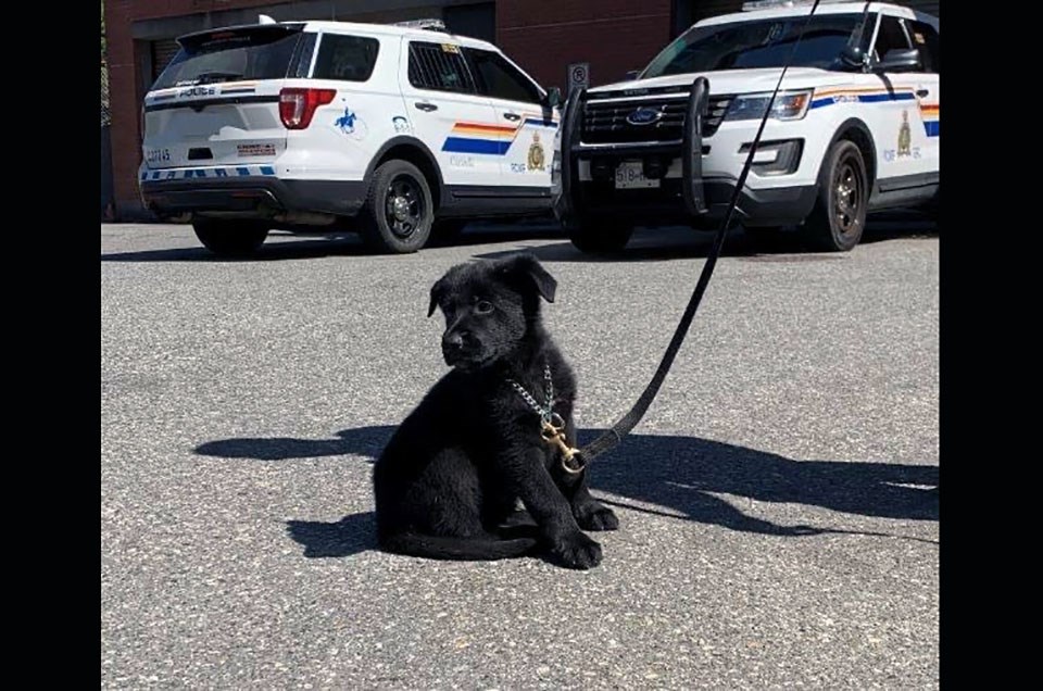 'Paige' is the newest member of Coquitlam RCMP's police dog services team. As of July 20, 2021, the purebred German shepherd the youngest in the detachment at eight weeks old.