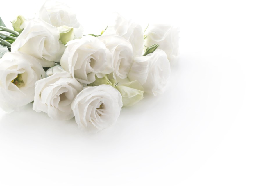 white-roses