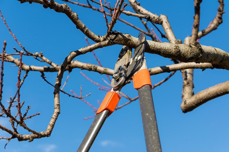 brianminterpruning