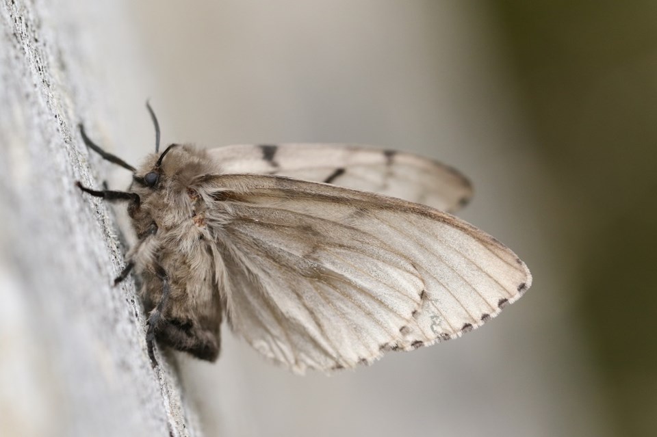 lymantria gypsy moths - Getty Images