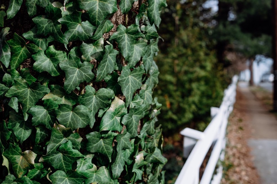 Overgrown yard plants shrubs - Getty Images