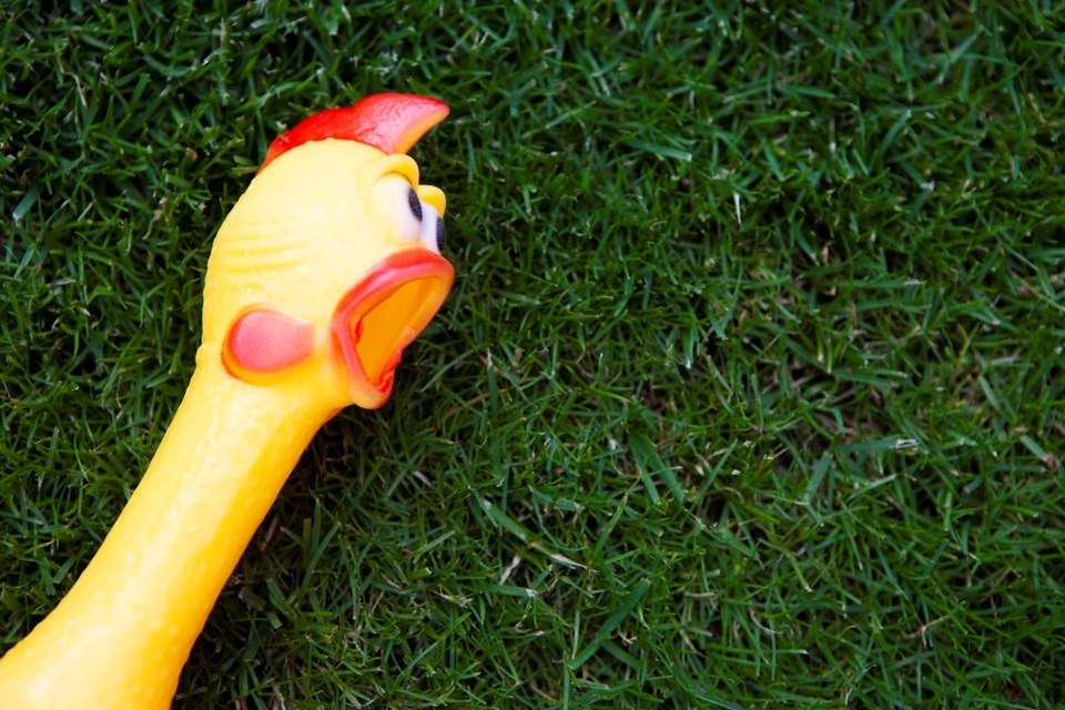 Rubber chickens are included in a new activity kit that'll be provided to Coquitlam residents that successfully apply for to host a neighbourhood block party this summer.