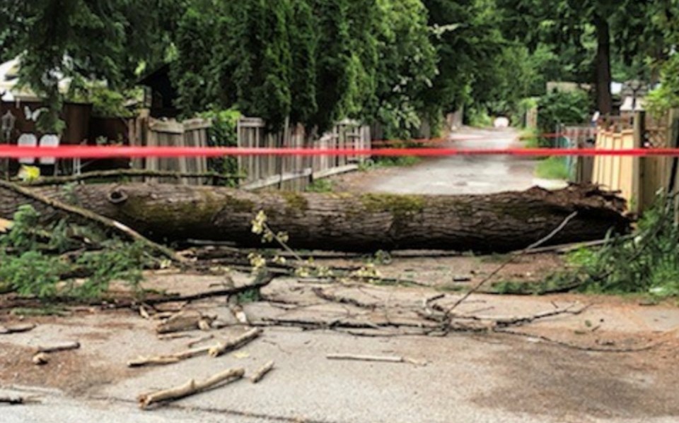 tcn-20241120-wind-storm