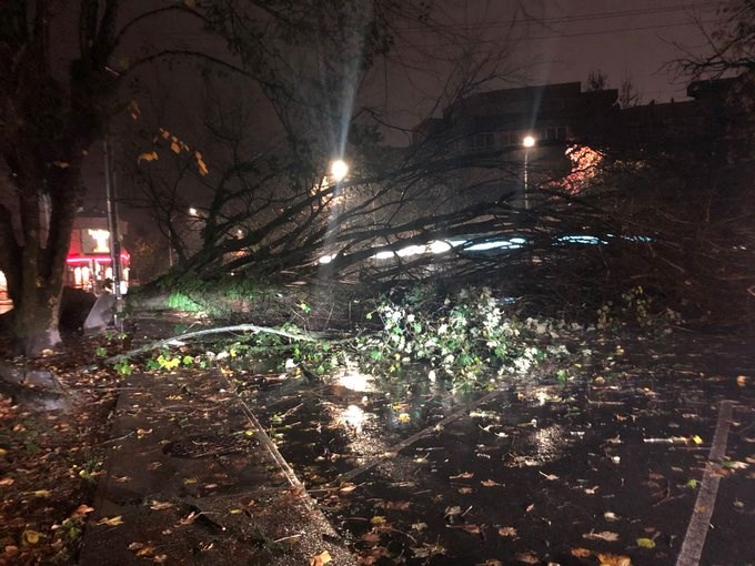 A tree was toppled during this week's high winds.