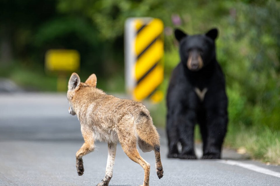 web1_bear-and-coyote-tony-dodge-and-city-of-port-coquitlam-photo-web