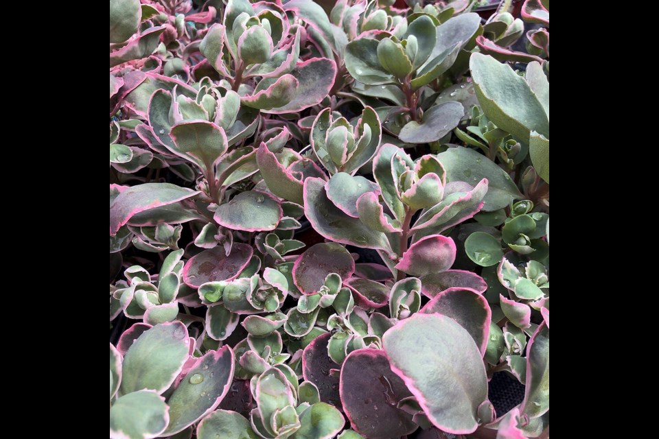  Sedums are a great way to punch up your late summer garden, writes master gardener Brian Minter. | photo submitted  