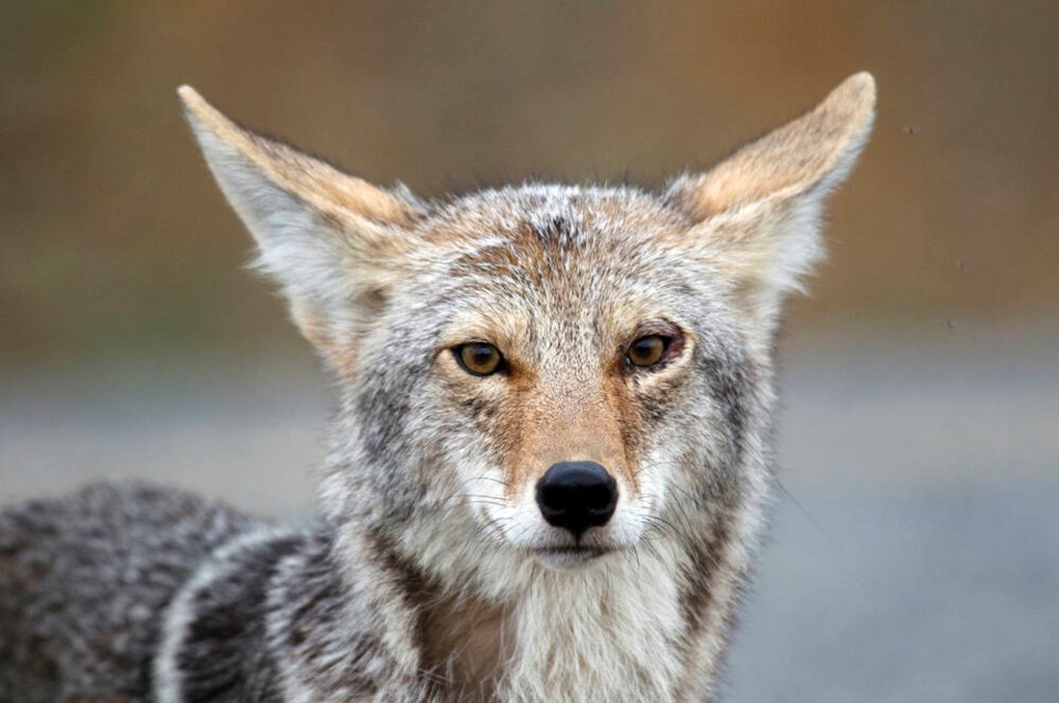 web1_tcn-20230613-getty-images-coyote