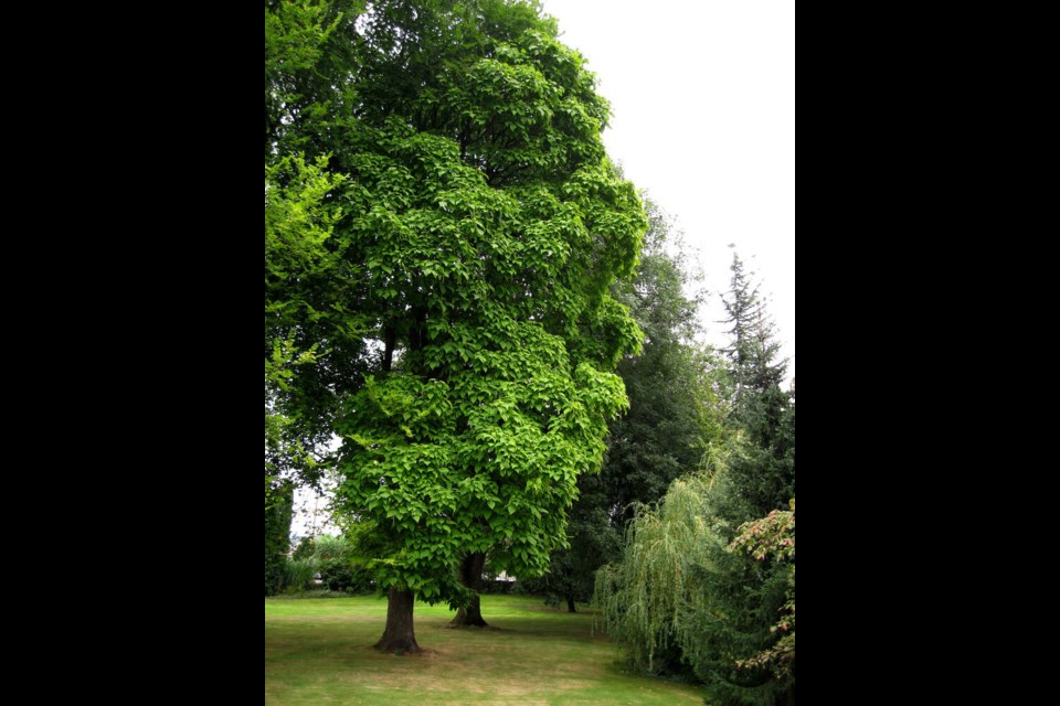 Plant a shade tree. | via Brian Minter 
