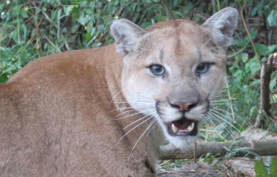 bc cougar encounter twice saanich