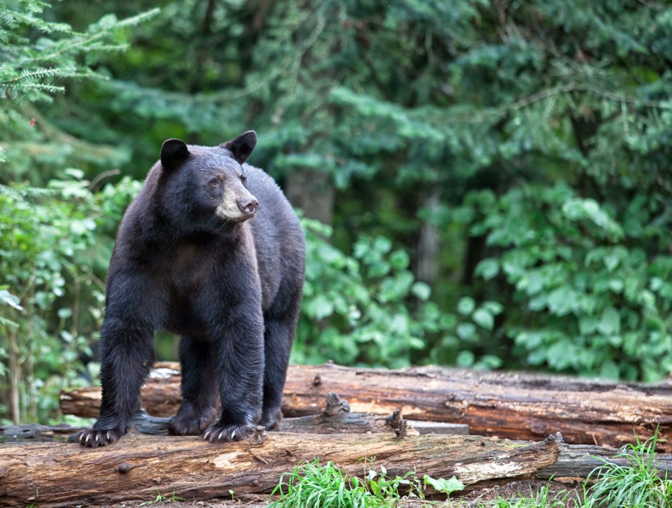 black bear GettyImages-177804726