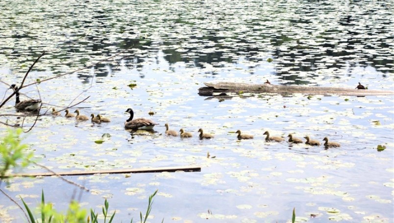 burnaby-ducks