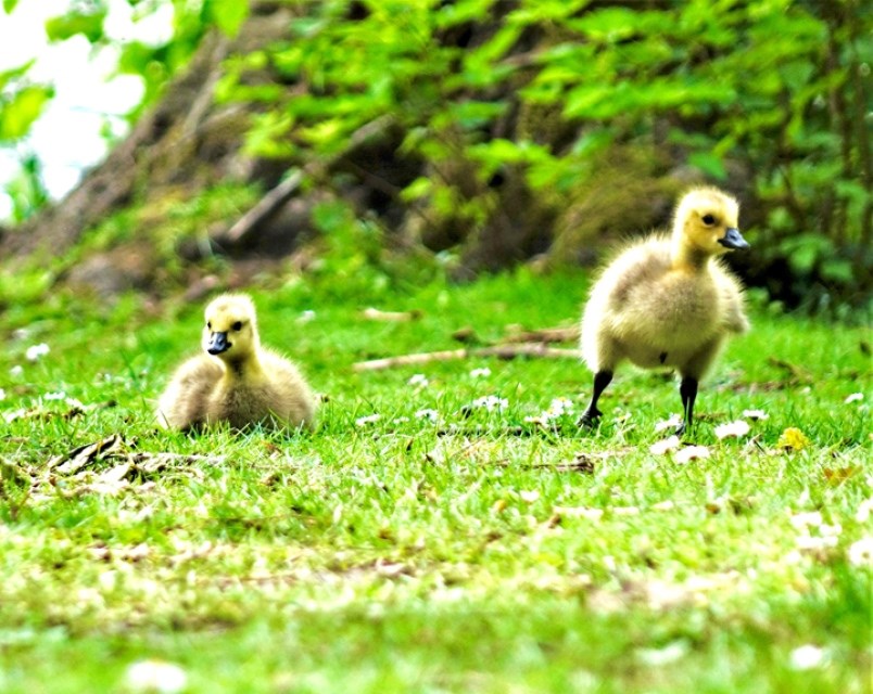 burnaby-goslings