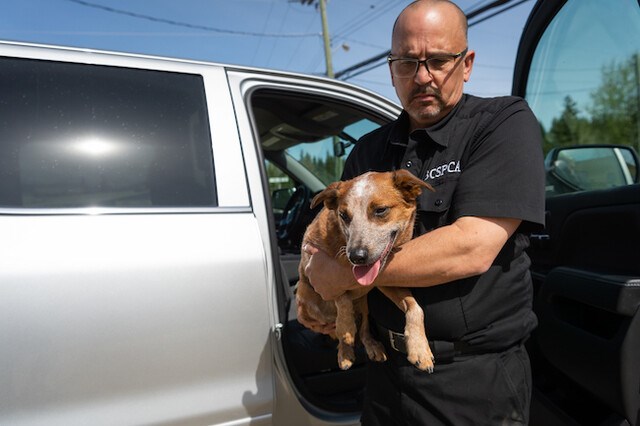 cid-male-staff-rescuing-dog-from-hot-car_p3470583