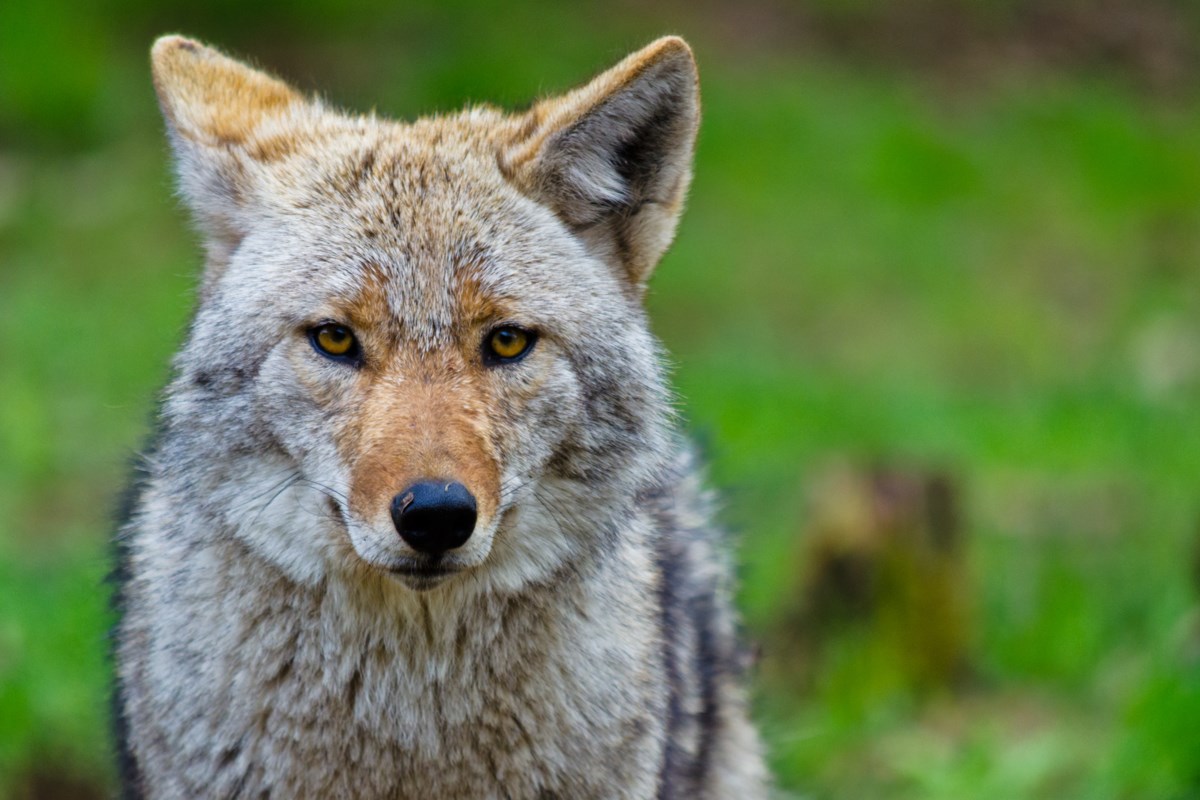 Coyotes Are Here, but You May Never See One - Shore Local Newsmagazine