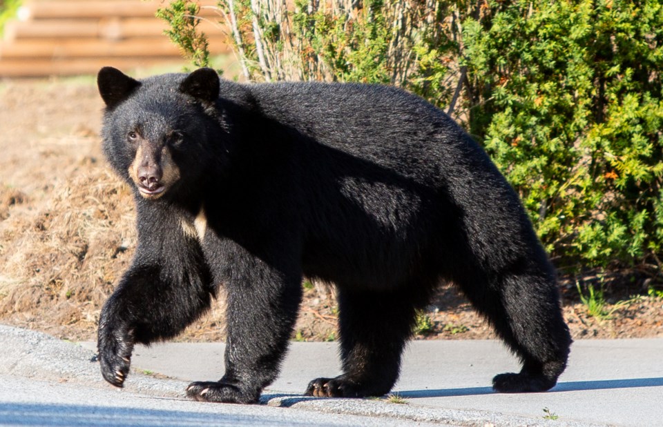 beardrivewaybest