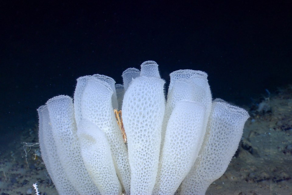 holbornsponge