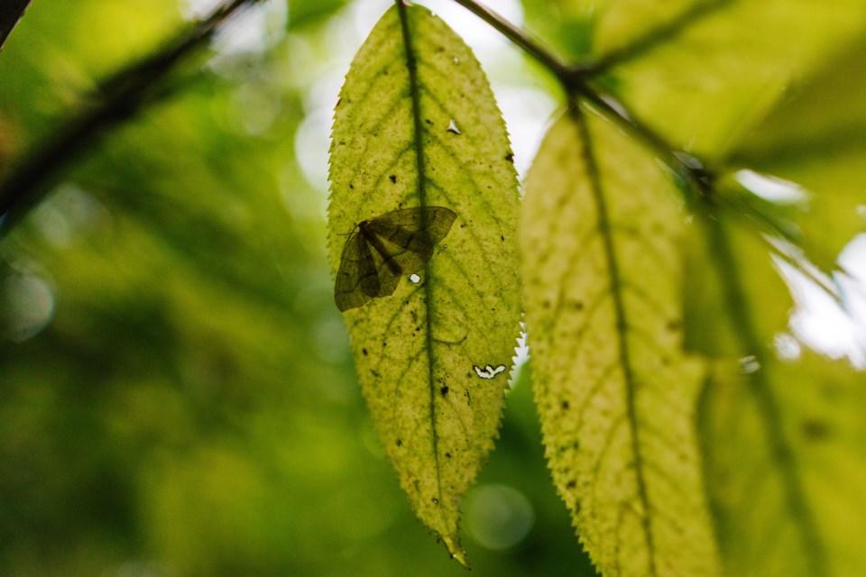 loopermoth