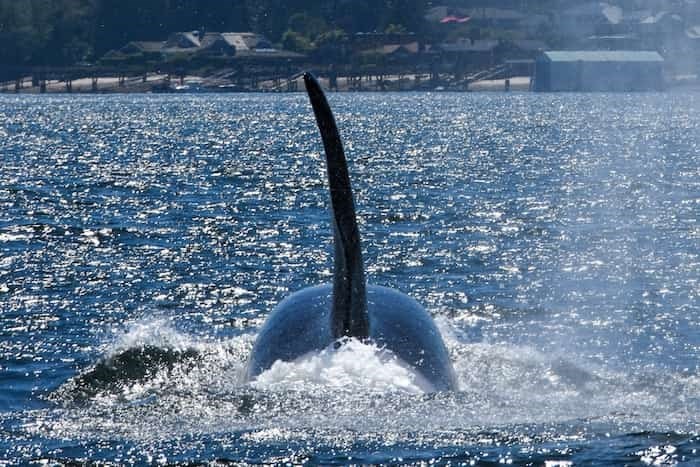 a-male-transient-orca-hunts-in-the-waters-off-port-moody-trites-says-the-return-of-orcas-to-the-bur