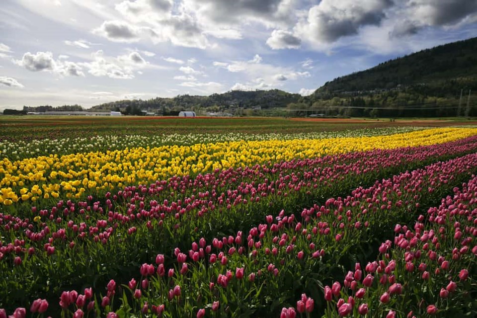 abbotsford-tulip-festival