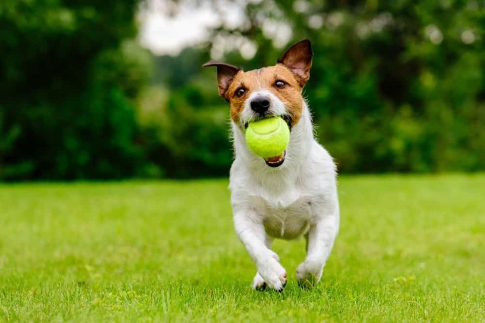 adorable-dog-with-ball