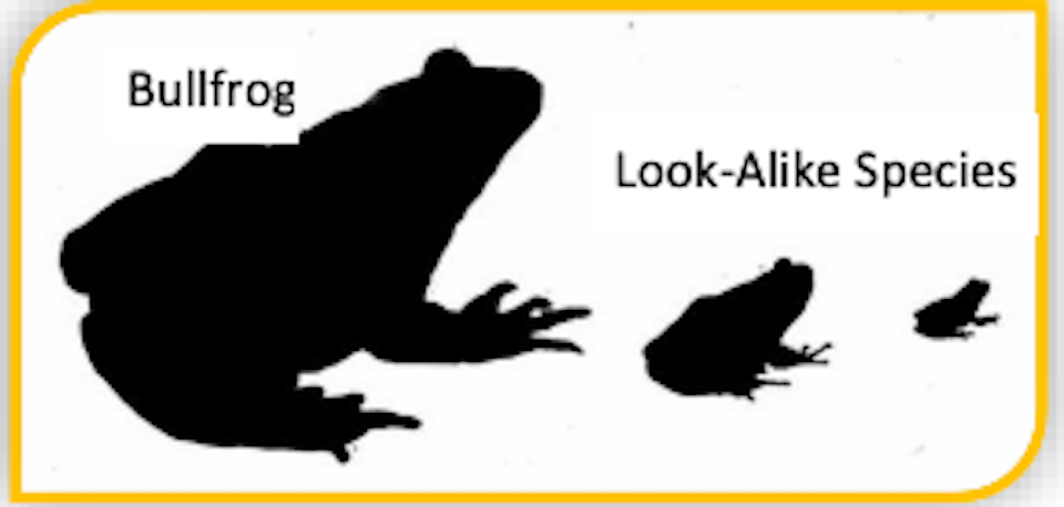 america-bullfrog-versus-other-speciesjpg
