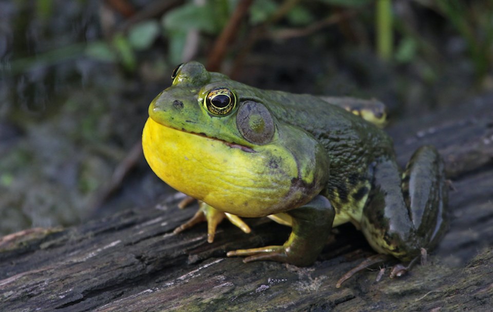 american-bullfrog-vancouver-invasive-species