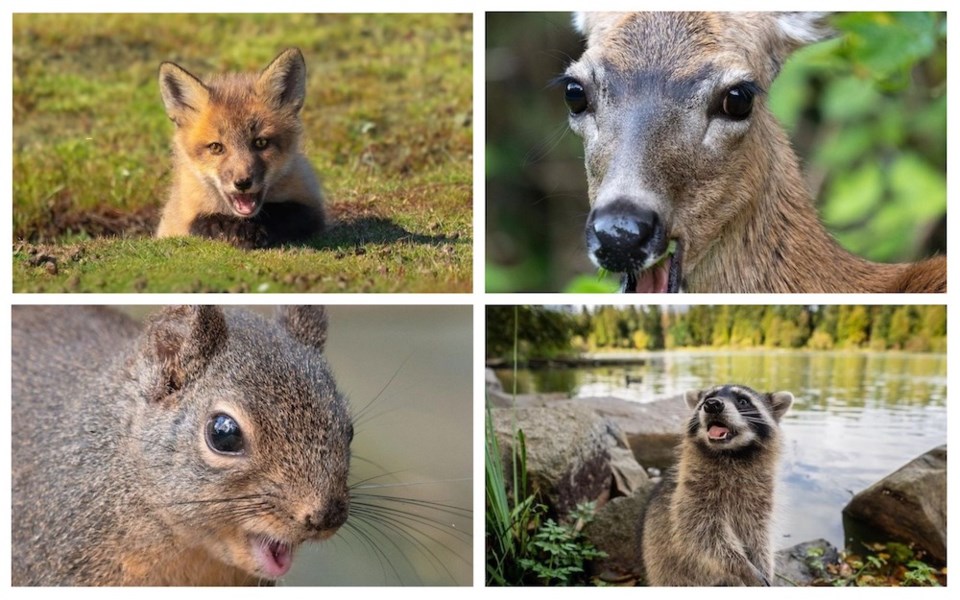 animals-faces-vancouver-spring