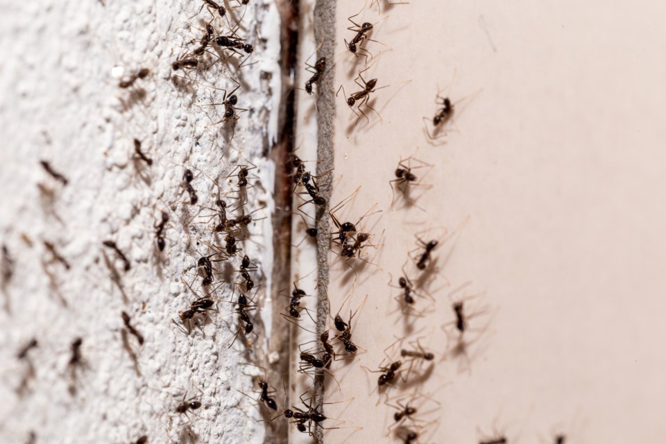 ants-stock-image