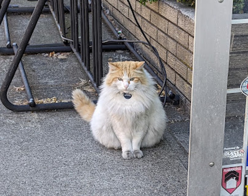 archie-the-cat
