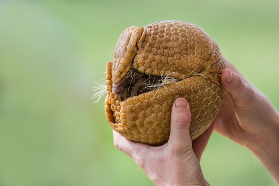 A three-banded armadillo will be part of the new, temporary exhibit at the Vancouver Aquarium.