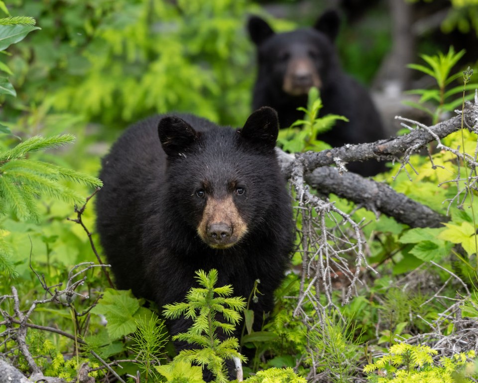 bc spca 2020 wildlife photography contest bears WS1_2020_230608_Joshua Wolfe_Black bear mom and cub close up