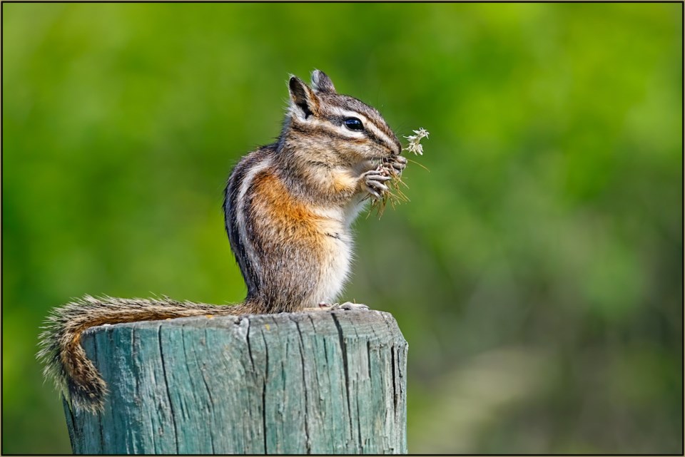 bc spca 2020 wildlife photography contest chipmunk BH1_2020_224835_Thomas Haslinger_PineChipmunk