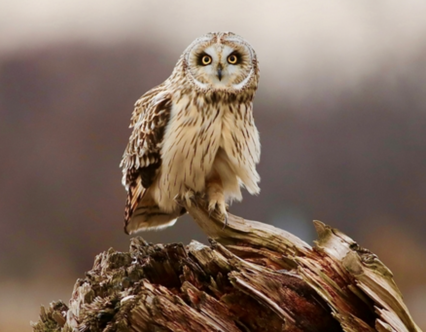 bc spca wildlife photography contest 2020 owl burnaby Screen Shot 2020-09-17 at 9.57.51 PM