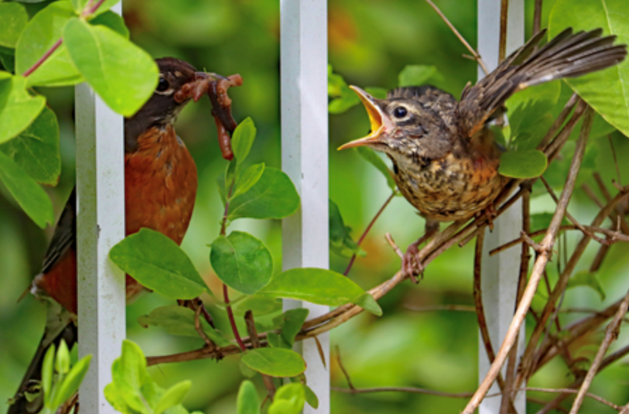 bc spca wildlife photography contest 2020 robins Campbell River Screen Shot 2020-09-17 at 9.52.31 PM