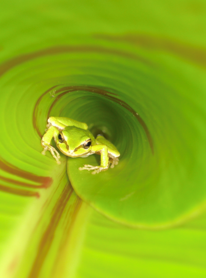 bc spca wildlife photography contest 2020 tree frog Screen Shot 2020-09-17 at 9.54.46 PM