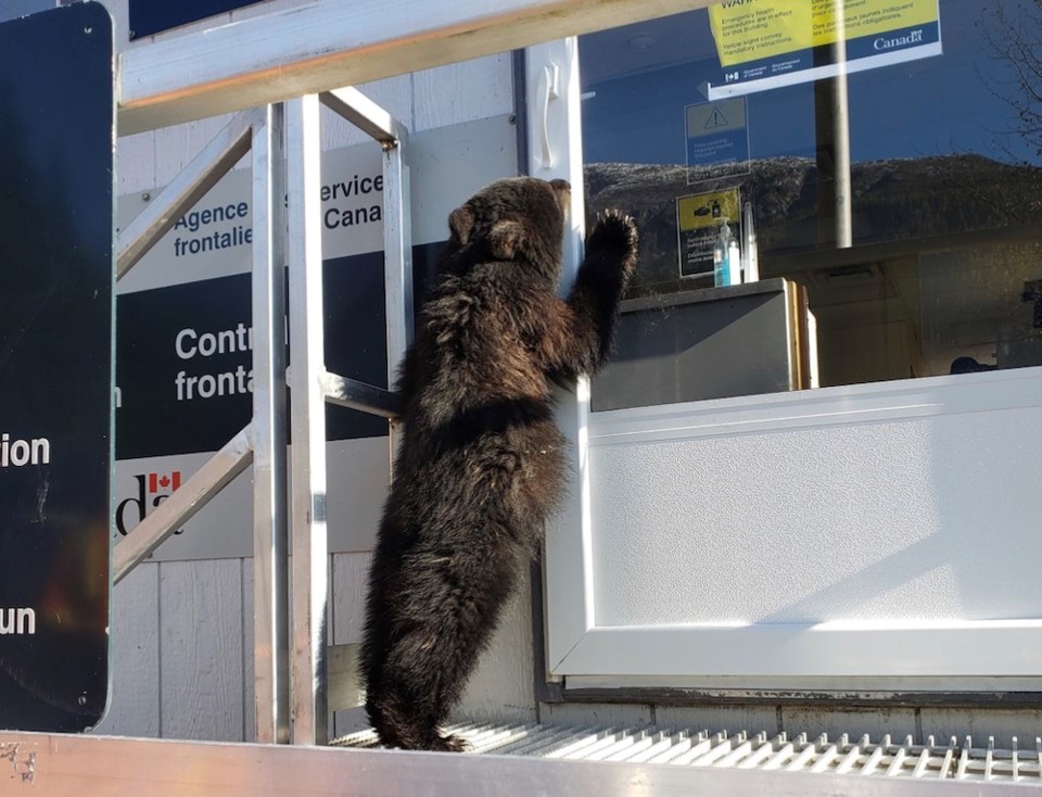 Bear cub at U.S. border in BC by canada border services agency 