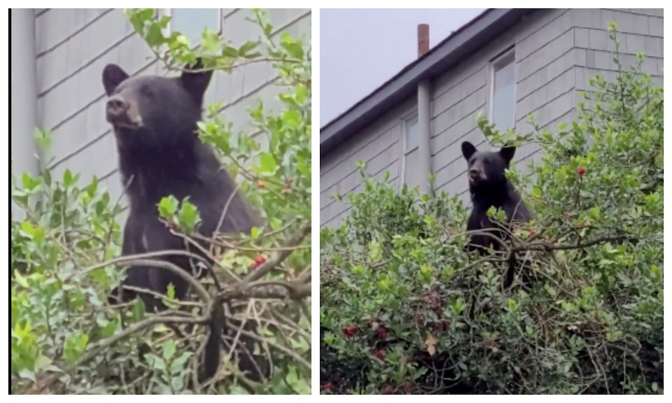 bear-spotted-vancouver