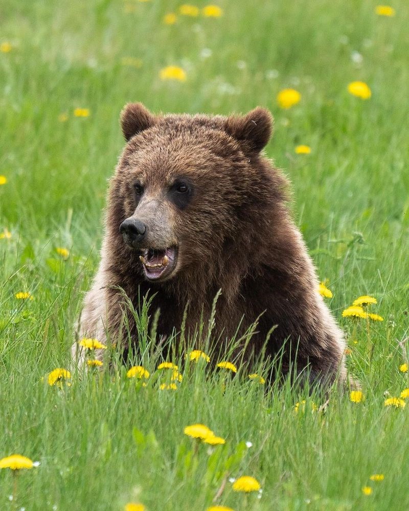 bear-vancouver