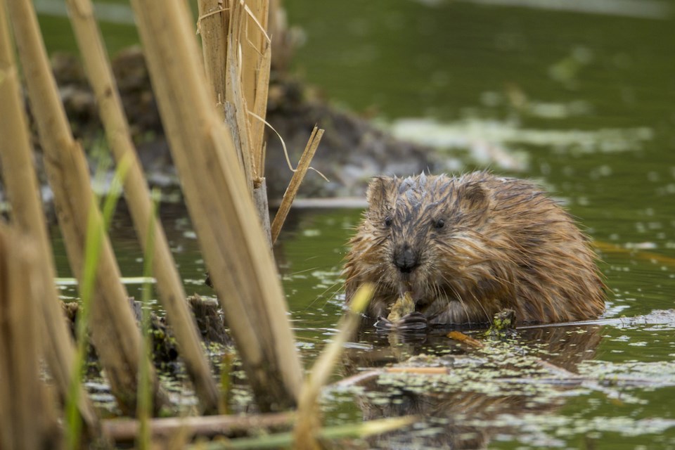 beaver-muskrat-stanley-park-metro-vancouver-mammals