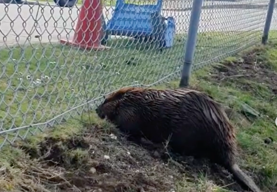 beaver-struggles-dig-fence-stanley-park-vancouver.jpg