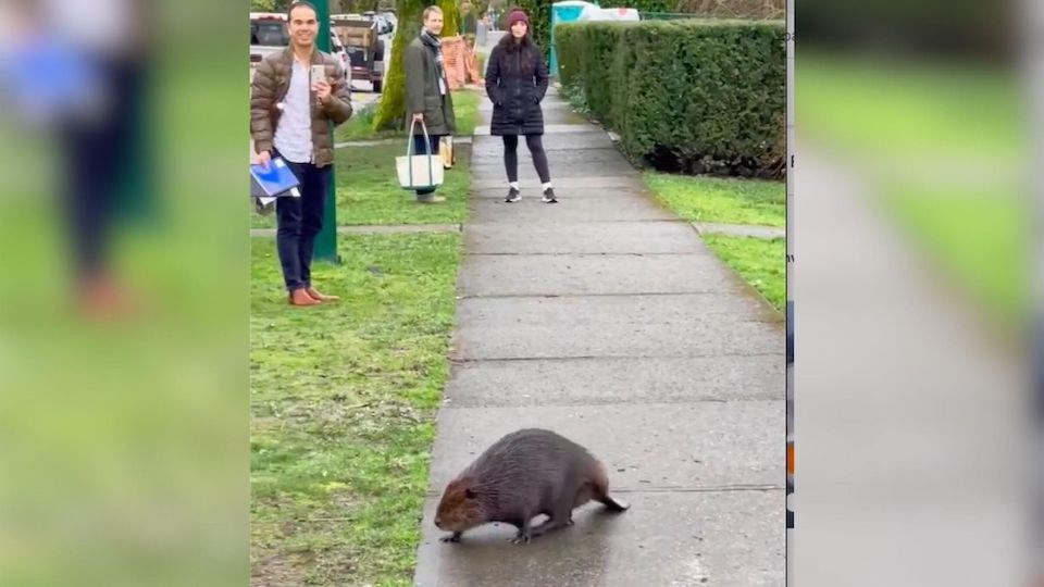 beaver-waddles-through-kitsilano-vancouver