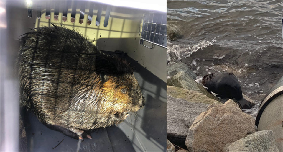 Beaver-White-rock-ocean-rescue