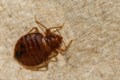 Bed bugs: Wild disputes between B.C. tenants and landlords over pests