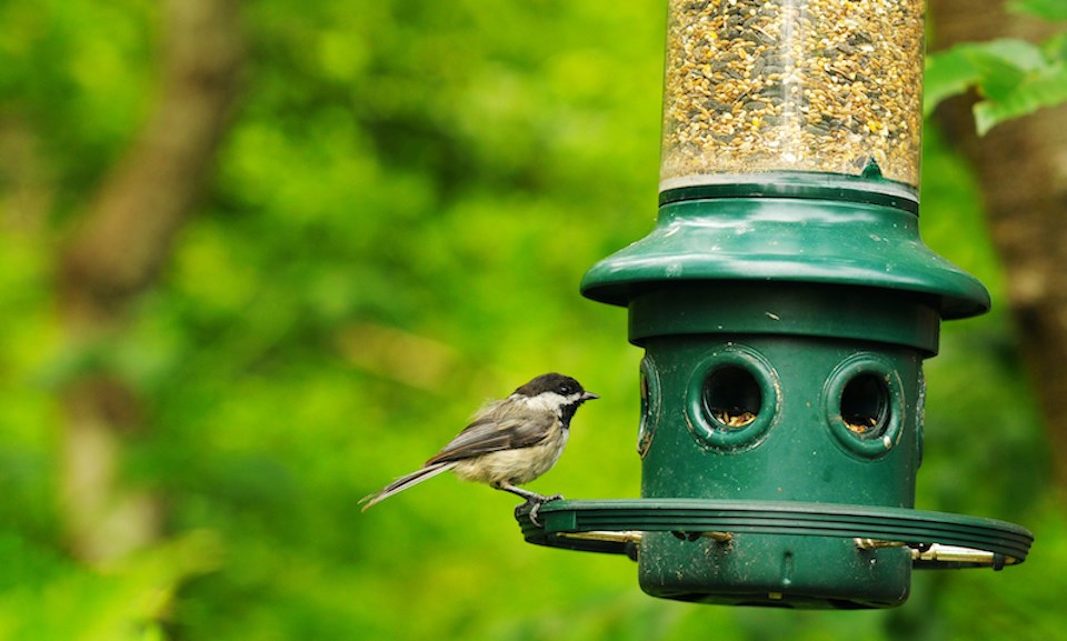 bird-seed-feeding-bc-spca-avian-flu