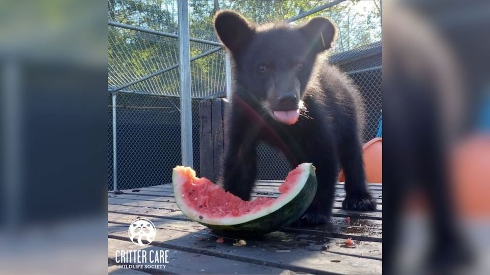 black-bear-enjoying-frozen-watermelon-treat-metro-vancouver