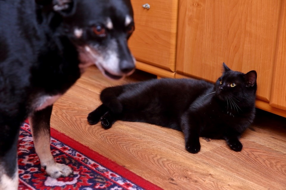 black-cat-and-dog