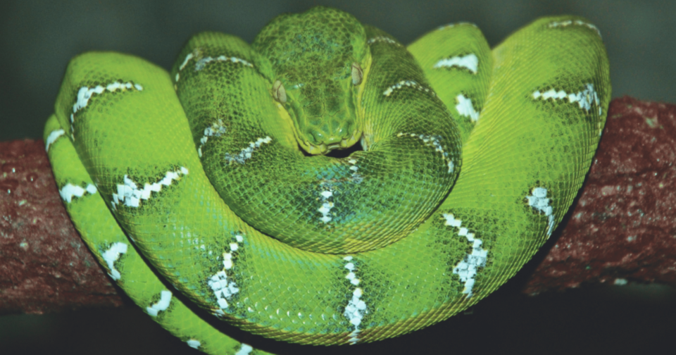 boa green snake 