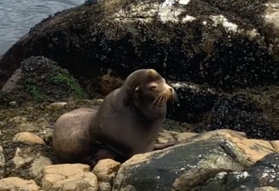 california-dreaming-sea-lion-in-vancouver.jpg