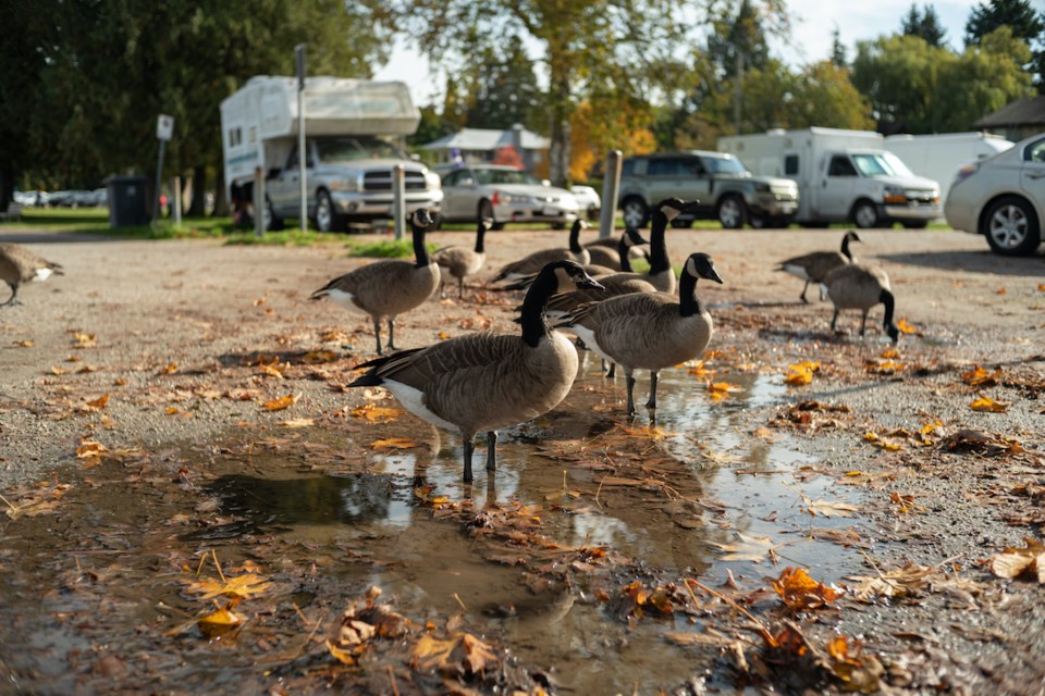 canada-geese-spanish-banks-vancouver-bc