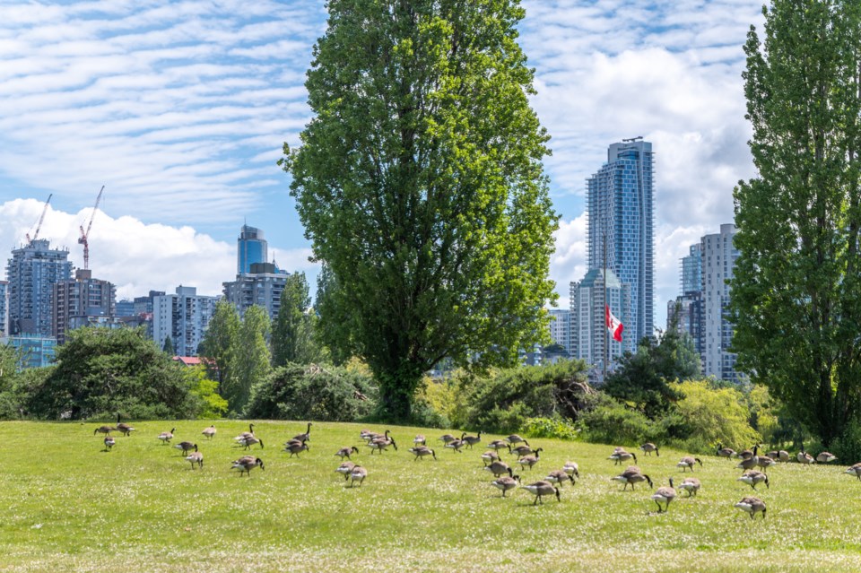 canada-geese-vancouver-getty-images